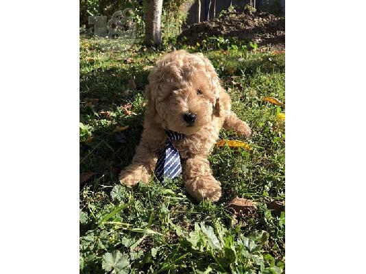PoulaTo: Βερίκοκο MEDIUM POODLE κουτάβι